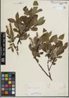 Foto von Salix hastata L.